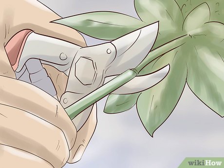 How to Eat Red Clover Picture 3