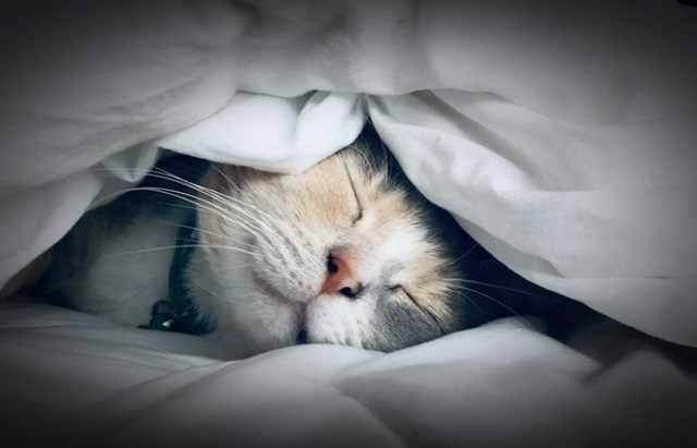 How to fix the error of not seeing network adapter on Windows 10 Picture 1