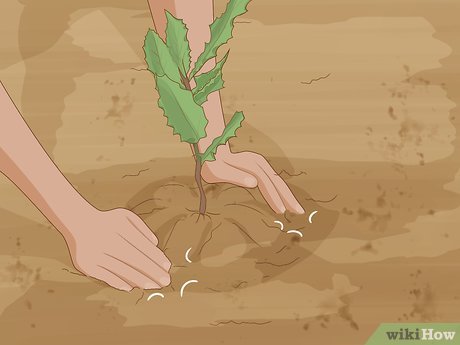 How to Grow Macadamia Nuts Picture 10