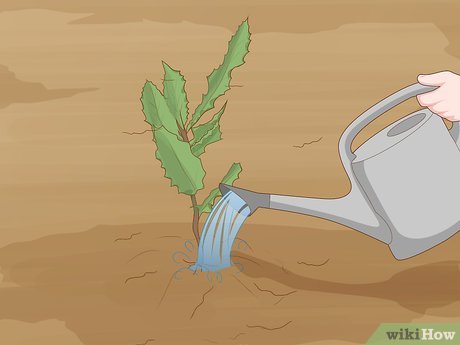 How to Grow Macadamia Nuts Picture 11