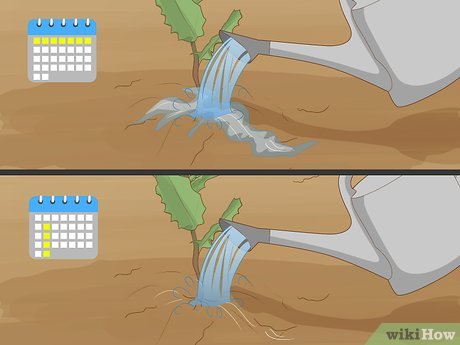 How to Grow Macadamia Nuts Picture 12