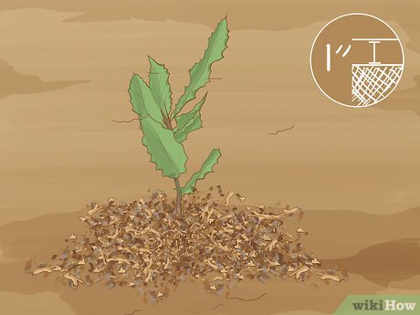 How to Grow Macadamia Nuts Picture 13