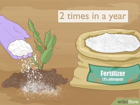 How to Grow Macadamia Nuts Picture 14