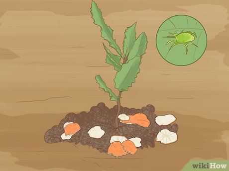 How to Grow Macadamia Nuts Picture 15