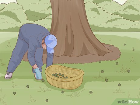 How to Grow Macadamia Nuts Picture 16