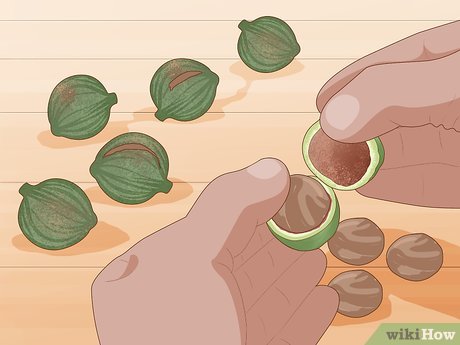 How to Grow Macadamia Nuts Picture 18