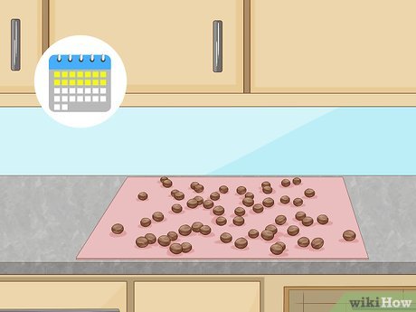 How to Grow Macadamia Nuts Picture 19