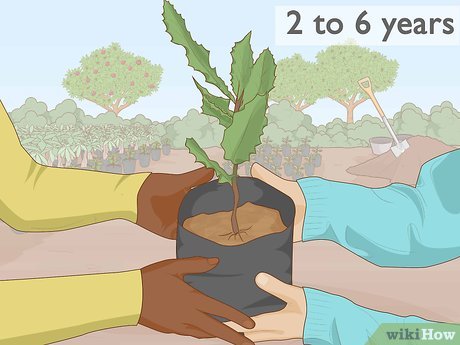 How to Grow Macadamia Nuts Picture 7