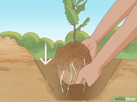 How to Grow Macadamia Nuts Picture 9