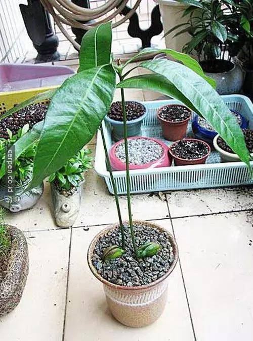 How to grow mangoes and labels from seeds super fast Picture 10