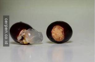 How to grow mangoes and labels from seeds super fast Picture 11