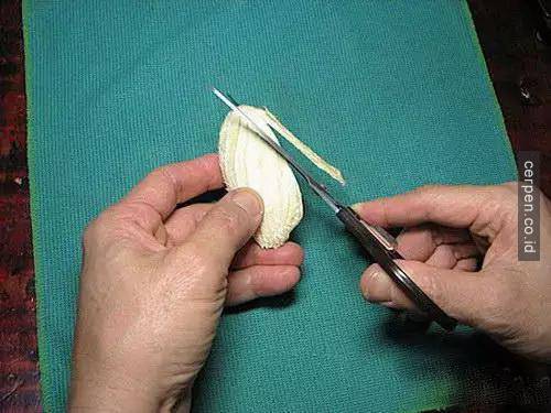 How to grow mangoes and labels from seeds super fast Picture 3