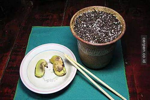 How to grow mangoes and labels from seeds super fast Picture 6