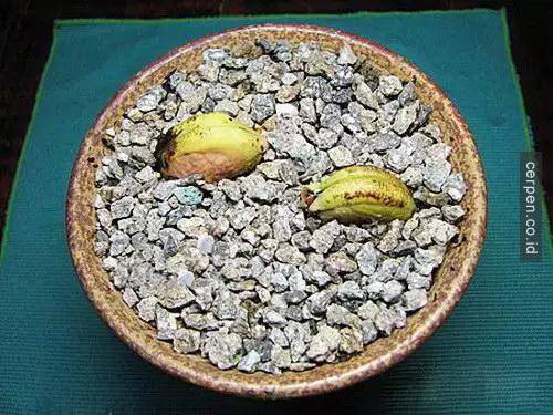 How to grow mangoes and labels from seeds super fast Picture 8