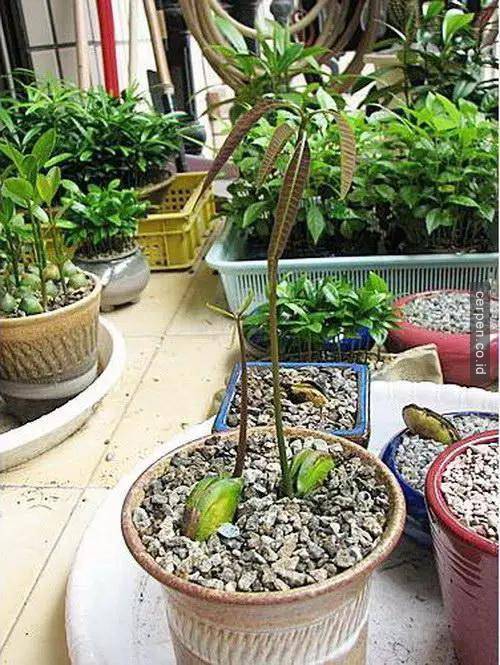 How to grow mangoes and labels from seeds super fast Picture 9