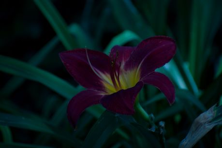 How to Improve Your Photographs Using Zoner Photo Studio X Picture 1
