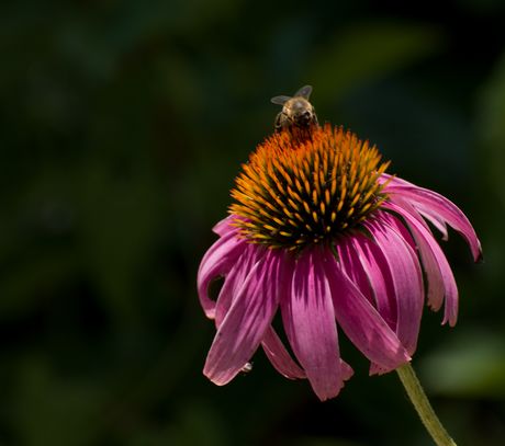 How to Improve Your Photographs Using Zoner Photo Studio X Picture 5