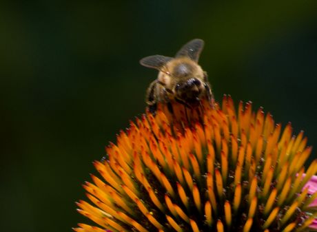 How to Improve Your Photographs Using Zoner Photo Studio X Picture 7