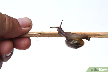How to Keep a Pet Land Snail Picture 10