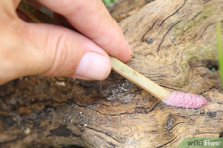 How to Keep a Pet Land Snail Picture 11