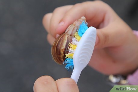 How to Keep a Pet Land Snail Picture 13