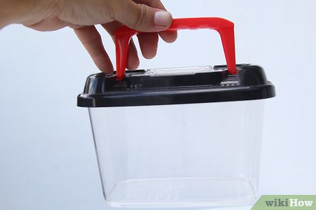 How to Keep a Pet Land Snail Picture 3