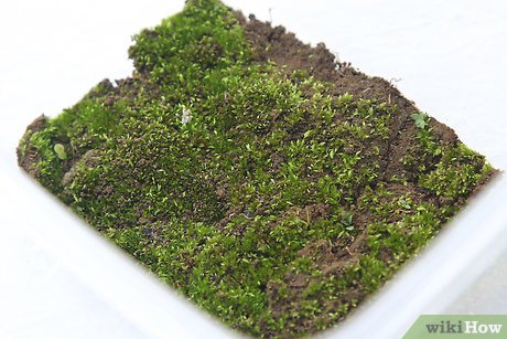 How to Keep a Pet Land Snail Picture 4