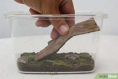 How to Keep a Pet Land Snail Picture 5