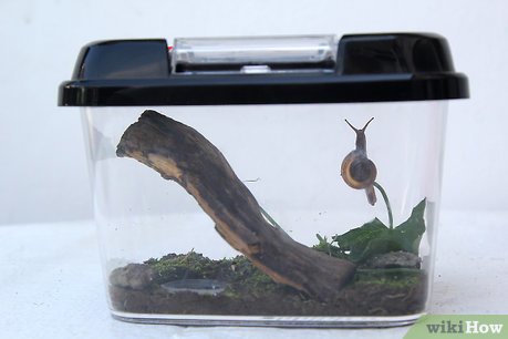 How to Keep a Pet Land Snail Picture 6