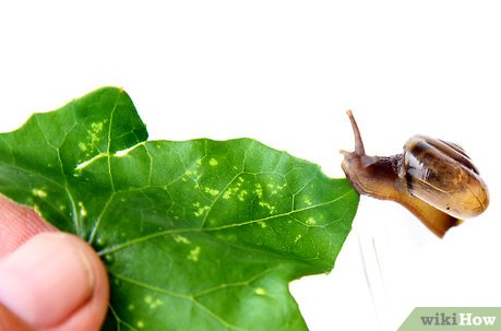 How to Keep a Pet Land Snail Picture 7