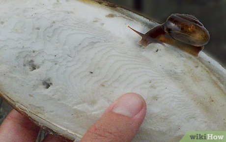 How to Keep a Pet Land Snail Picture 8