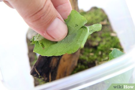 How to Keep a Pet Land Snail Picture 9