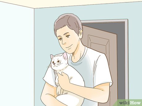 How to Look After Pets During Fireworks Picture 10