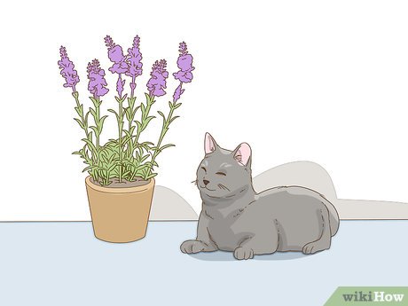 How to Look After Pets During Fireworks Picture 13