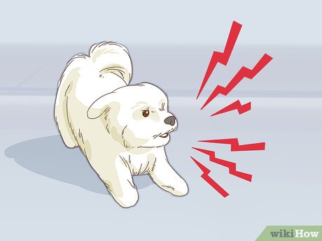 How to Look After Pets During Fireworks Picture 16