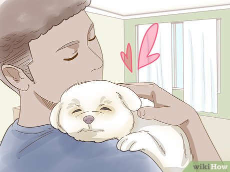 How to Look After Pets During Fireworks Picture 17