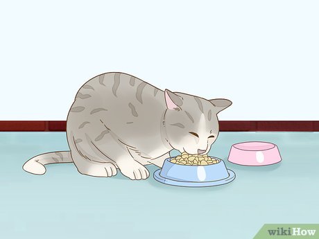 How to Look After Pets During Fireworks Picture 9