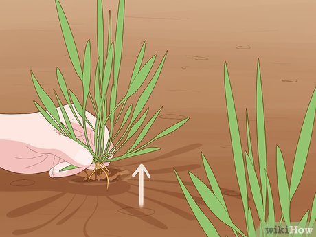 How to Maintain a Garden Picture 10