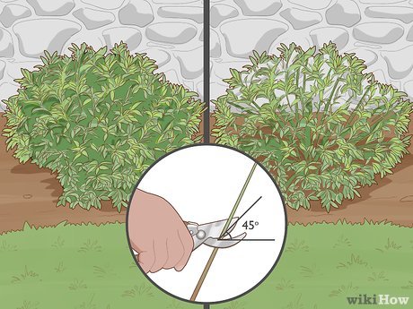 How to Maintain a Garden Picture 13