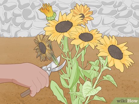 How to Maintain a Garden Picture 14