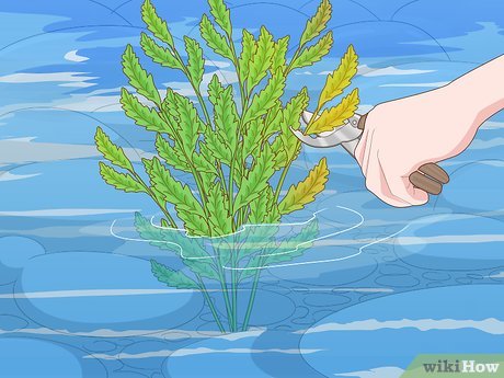 How to Maintain a Garden Picture 16