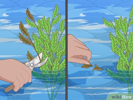 How to Maintain a Garden Picture 17