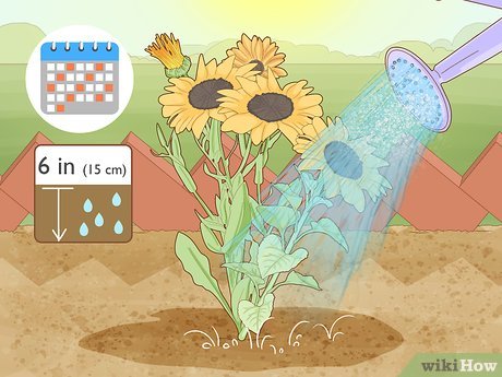 How to Maintain a Garden Picture 2