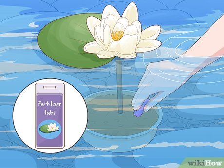 How to Maintain a Garden Picture 20