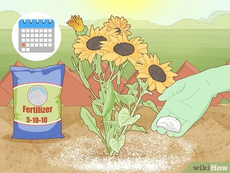 How to Maintain a Garden Picture 3
