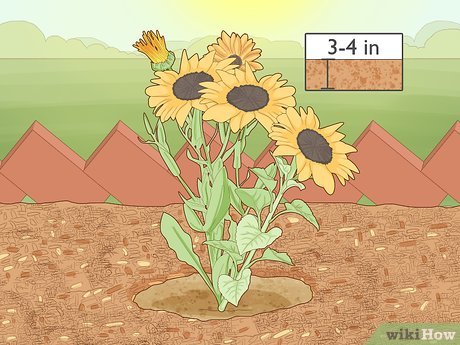 How to Maintain a Garden Picture 4