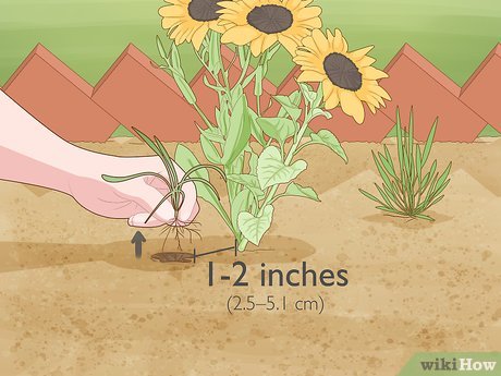 How to Maintain a Garden Picture 5