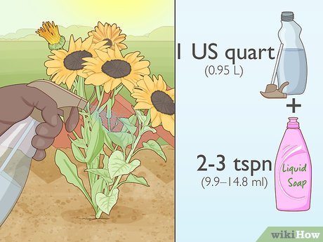 How to Maintain a Garden Picture 6