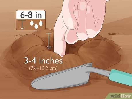 How to Maintain a Garden Picture 9