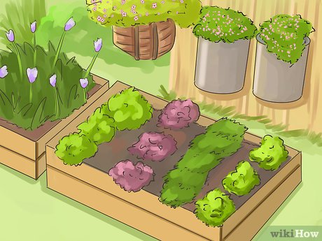 How to Plan a Family Garden Picture 15